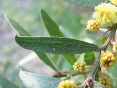 Acacia rostriformis