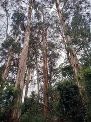 Eucalyptus cypellocarpa