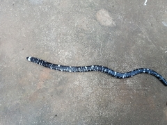 Amphisbaena fuliginosa