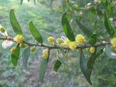 Acacia rostriformis