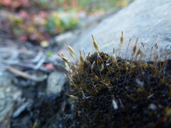 Encalypta rhaptocarpa