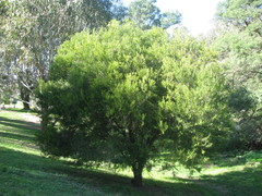 Acacia rostriformis