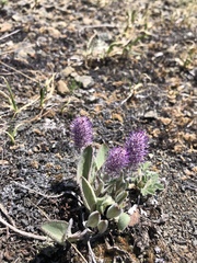 Veronica wyomingensis