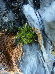 Encalypta rhaptocarpa