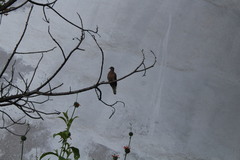 Zenaida auriculata caucae