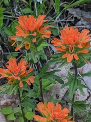 Castilleja hispida