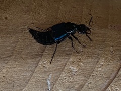 Philonthus caeruleipennis