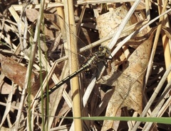 Phanogomphus lividus