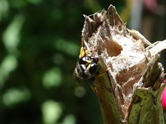 Ectemnius stirpicola