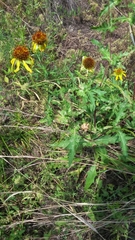 Tetragonotheca texana