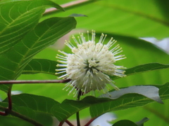 Cephalanthus tetrandra