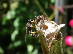 Ectemnius stirpicola