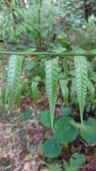 Ludioschema obscuripes