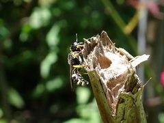 Ectemnius stirpicola