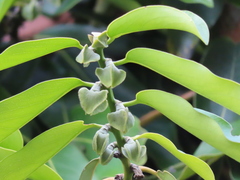 Diospyros malabarica