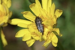 Acmaeodera knowltoni