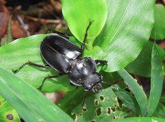 Neolucanus sinicus championi