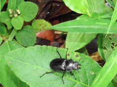 Neolucanus sinicus championi