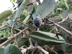 Passiflora bogotensis