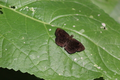 Carcharodini
