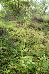 Habenaria oreophila