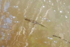 Lissotriton vulgaris meridionalis