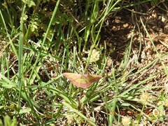 Rhodostrophia discopunctata