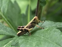 Parapodisma setouchiensis