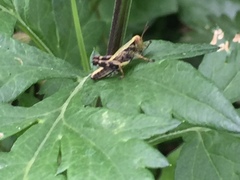 Parapodisma setouchiensis