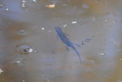 Lissotriton vulgaris meridionalis