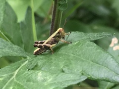Parapodisma setouchiensis