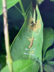 Hemiscopis sanguinea
