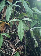 Philodendron anisotomum