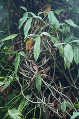 Philodendron anisotomum