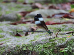 Psolodesmus mandarinus