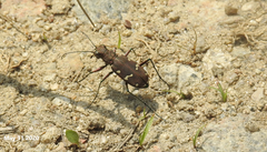 Cicindela gemmata