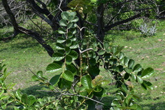 Psidium guineense