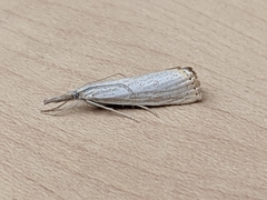 Agriphila attenuatus