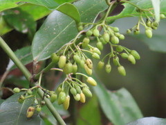 Gardneria multiflora