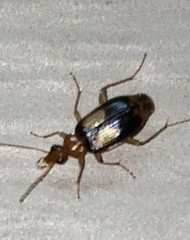 Nemotarsus elegans