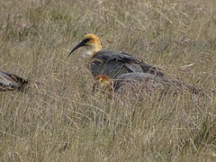 Theristicus branickii
