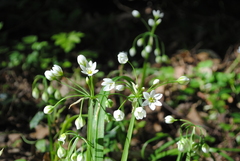 Allium pendulinum