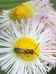 Halictus aerarius