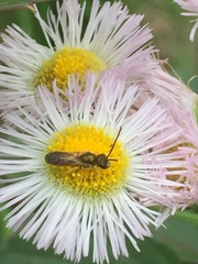 Halictus aerarius