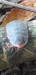 Blaberinae