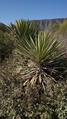 Yucca carnerosana