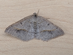 Digrammia neptaria