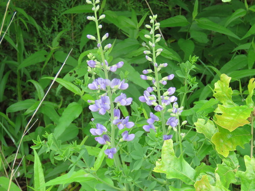 tall blue wild indigo