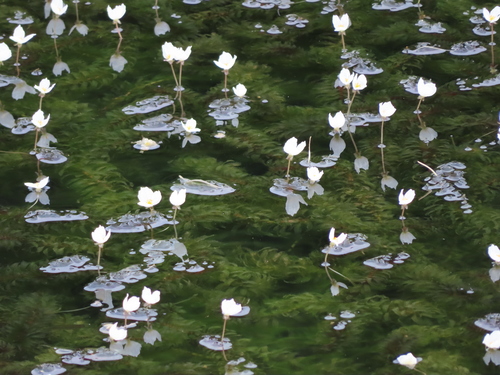 Brazilian Waterweed