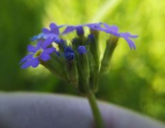 Primula longiscapa